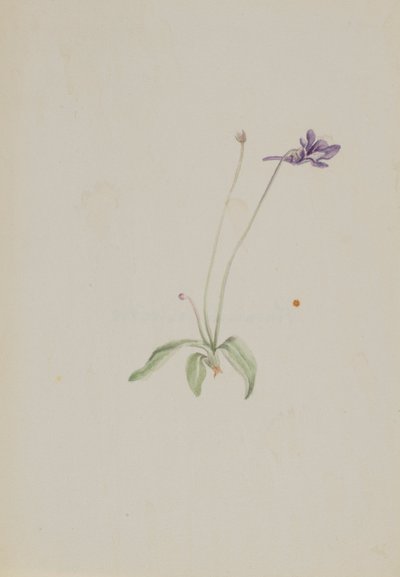 Pinguicula vulgaris alkotó: Mary Vaux Walcott