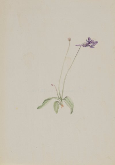 Pinguicula vulgaris, kb. 1930-as évek eleje. alkotó: Mary Vaux Walcott