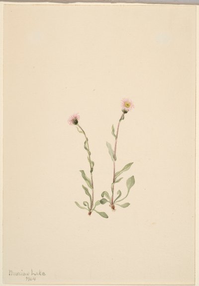 Rózsaszín bolhaparéj (Erigeron jucundus) alkotó: Mary Vaux Walcott