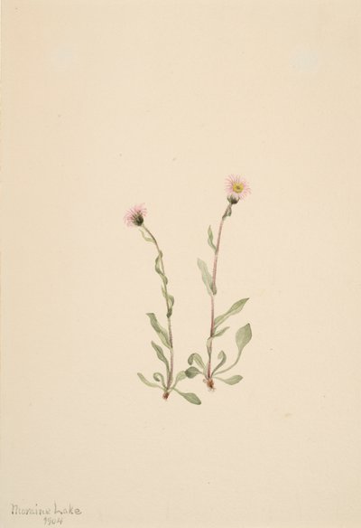 Pink Fleabane Erigeron jucundus, 1904 alkotó: Mary Vaux Walcott