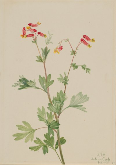 Rózsaszín Fumeroot (Capnoides sempervirens) alkotó: Mary Vaux Walcott