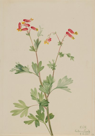 Pink Fumeroot Capnoides sempervirens, 1922. alkotó: Mary Vaux Walcott