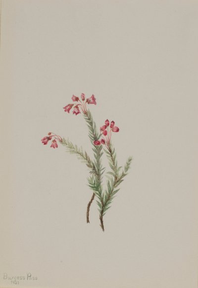 Rózsaszínű füzes (Phyllodoce empetriformis) alkotó: Mary Vaux Walcott