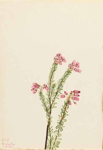 Rózsaszín hegyi füzes (Phyllodoce empetriformis) alkotó: Mary Vaux Walcott