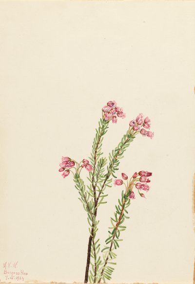 Pink Mountain Heather Phyllodoce empetriformis, 1924. alkotó: Mary Vaux Walcott