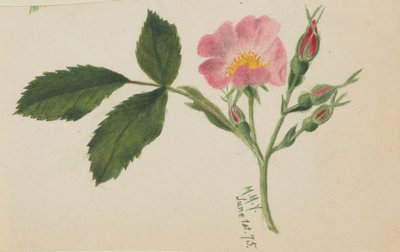 Rózsaszín rózsa alkotó: Mary Vaux Walcott