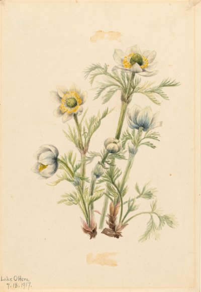 Tollas anemone (Pulsatilla occidentalis) alkotó: Mary Vaux Walcott
