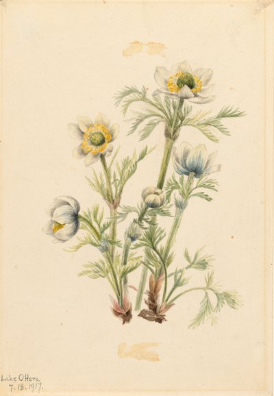 Plume Anemone Pulsatilla occidentalis, 1917 alkotó: Mary Vaux Walcott
