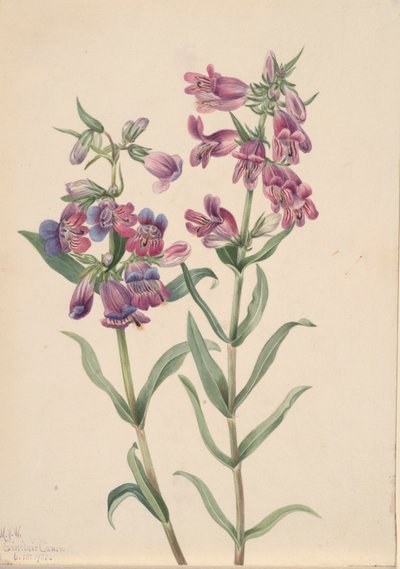 Prairie Penstemon Penstemon erianthera, 1923. alkotó: Mary Vaux Walcott