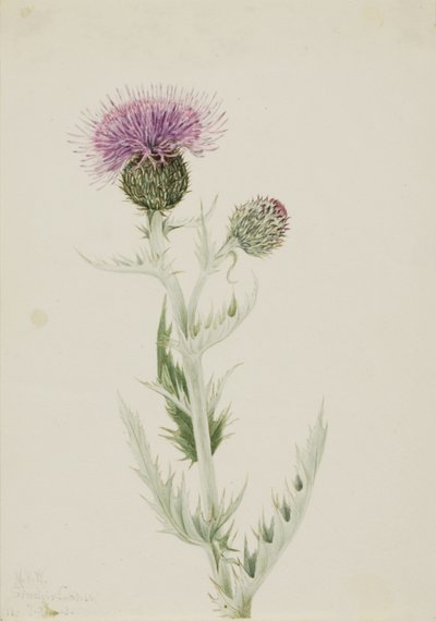 Préritövis (Cirsium undulatum) alkotó: Mary Vaux Walcott