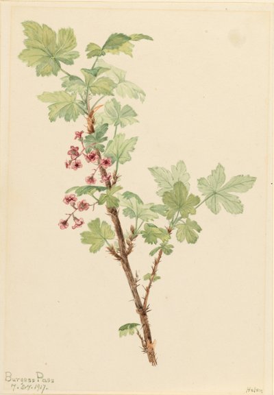 Tüskés ribizli (Ribes lacustre) alkotó: Mary Vaux Walcott