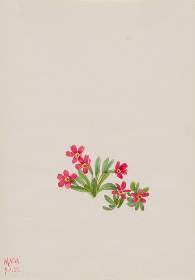 Primula (Primula angustifolia) alkotó: Mary Vaux Walcott