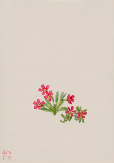 Primula angustifolia kankalin, 1937. alkotó: Mary Vaux Walcott