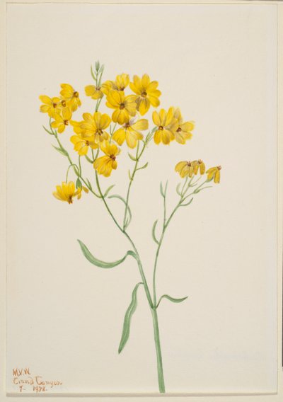Psilostrophe sparsiflora alkotó: Mary Vaux Walcott