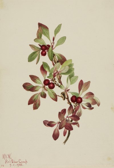 Túzokbogyó (Arctous alpina) alkotó: Mary Vaux Walcott