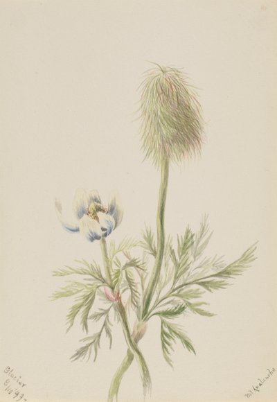 Pulsatilla occidentalis, 1899 alkotó: Mary Vaux Walcott