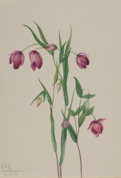 Bíbor Tündérlámpás (Calochortus anoenum) alkotó: Mary Vaux Walcott