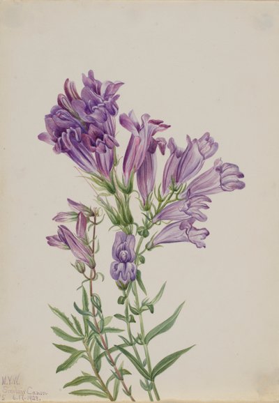 Lila Pentstemon (Pentstemon lyallii) alkotó: Mary Vaux Walcott