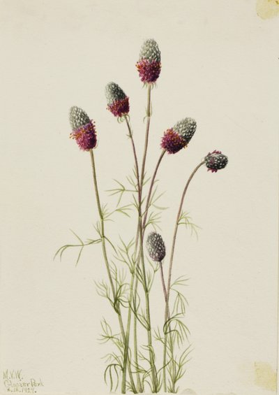 Bíbor prérifarkas (Petalostemon purpureum) alkotó: Mary Vaux Walcott