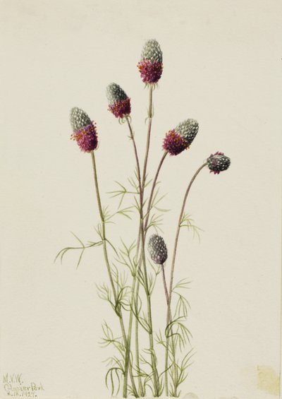 Lila Prairieclover Petalostemon purpureum, 1927 alkotó: Mary Vaux Walcott