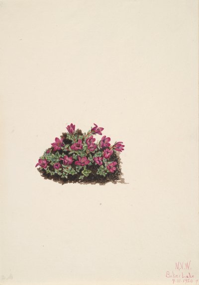 Lila szaxifrage Saxifraga oppositifolia, 1924. alkotó: Mary Vaux Walcott