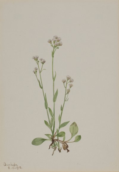 Pussy-Toes (Antennaria racemosa) alkotó: Mary Vaux Walcott