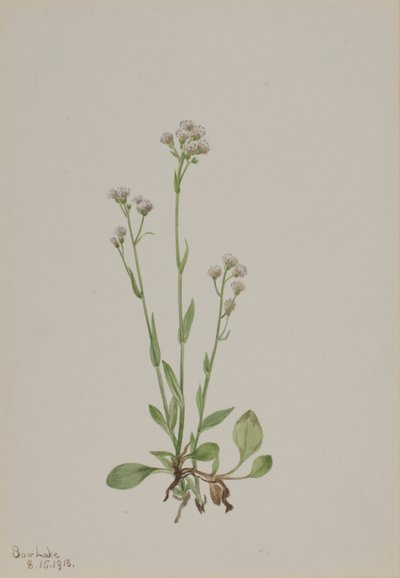 Pussy-Toes Antennaria racemosa, 1918. alkotó: Mary Vaux Walcott