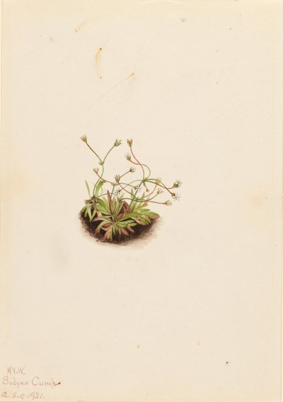 Törpe Androsace (Androsace subumbellata) alkotó: Mary Vaux Walcott