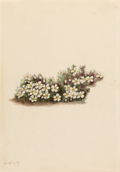 Pyxie (Pyxidanthera barbulata) alkotó: Mary Vaux Walcott