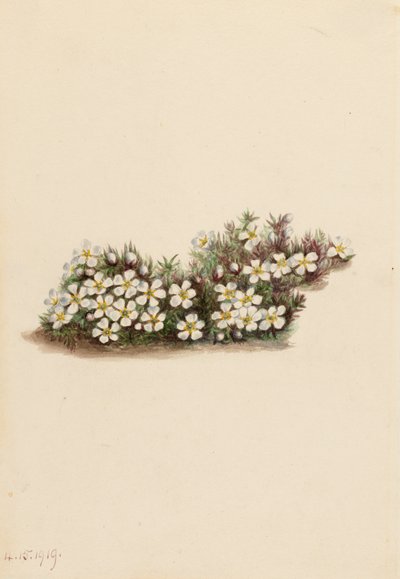 Pyxie Pyxidanthera barbulata, 1919. alkotó: Mary Vaux Walcott