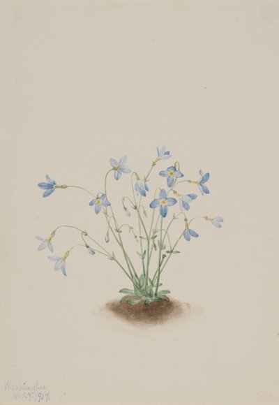Quakerladies (Houstonia caerulea) alkotó: Mary Vaux Walcott