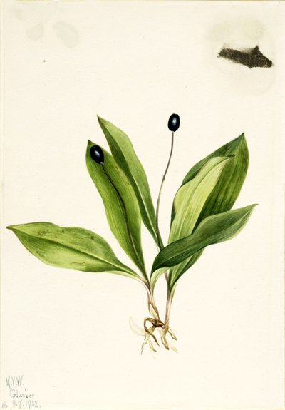 Királynővirág (Clintonia uniflora) alkotó: Mary Vaux Walcott