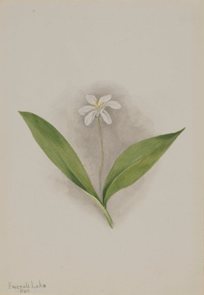 Királynővirág (Clintonia uniflora) alkotó: Mary Vaux Walcott