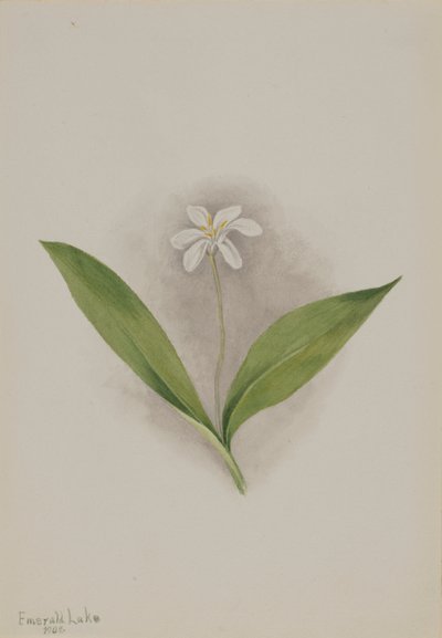 Queencup Clintonia uniflora, 1902. alkotó: Mary Vaux Walcott