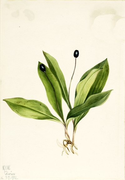 Queencup Clintonia uniflora, 1922. alkotó: Mary Vaux Walcott
