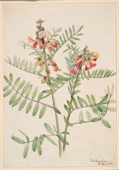 Nyúlbab (Cracca virginiana) alkotó: Mary Vaux Walcott
