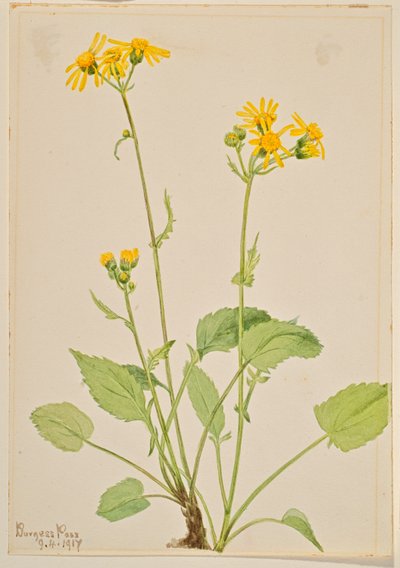 Ragályfű (Senecio burkei) alkotó: Mary Vaux Walcott