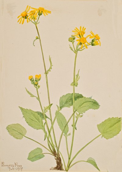 Ragwort Senecio burkei, 1917. alkotó: Mary Vaux Walcott