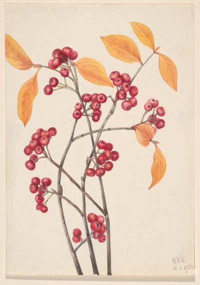 Piros chokeberry Aronia arbutifolia, 1920. alkotó: Mary Vaux Walcott