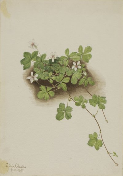 Vörös harmatfű (Rubus pedatus) alkotó: Mary Vaux Walcott