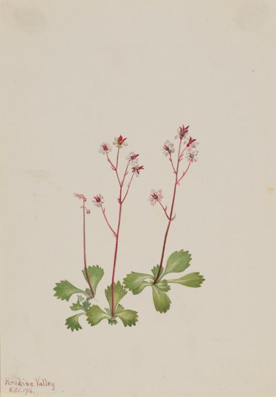 Redstem Saxifrage Saxifraga lyallii, 1916. alkotó: Mary Vaux Walcott