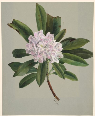 Rhododendron Rhododendron maximum, 1880. alkotó: Mary Vaux Walcott