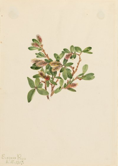Sziklafűz Salix petrophila, 1917. alkotó: Mary Vaux Walcott