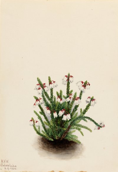 Sziklás hegyi kasszióp (Cassiope mertensiana) alkotó: Mary Vaux Walcott