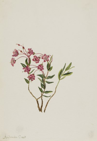 Sziklás hegyi kalmia (Kalmia microphylla) alkotó: Mary Vaux Walcott