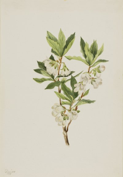 Sziklás hegyi rododendron (Rhododendron albiflorum) alkotó: Mary Vaux Walcott