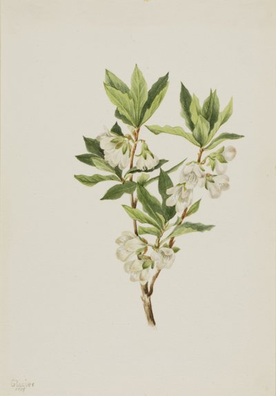 Rocky Mountain Rhododendron Rhododendron albiflorum, 1901. alkotó: Mary Vaux Walcott
