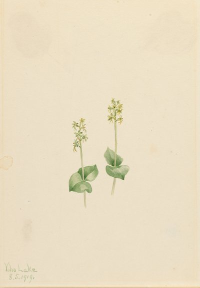 Rocky Mountain Twayblade Ophrys necrophylla, 1919. alkotó: Mary Vaux Walcott