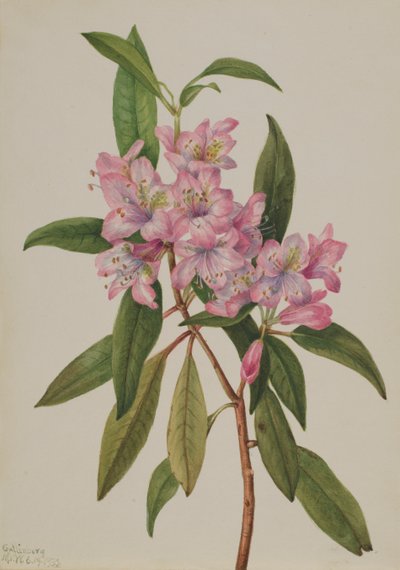 Rose-Bay Rhododendron Rhododendron carolinianum, 1932. alkotó: Mary Vaux Walcott