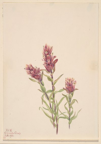 Rózsa ecset (Castilleja pallida) alkotó: Mary Vaux Walcott